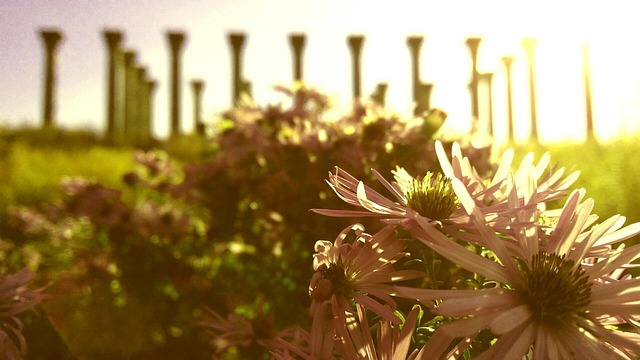 Free Columns National Arboretum photo and picture