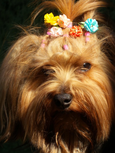 Free Yorkshire Pet photo and picture
