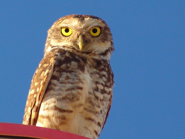 Free Owl Animal photo and picture