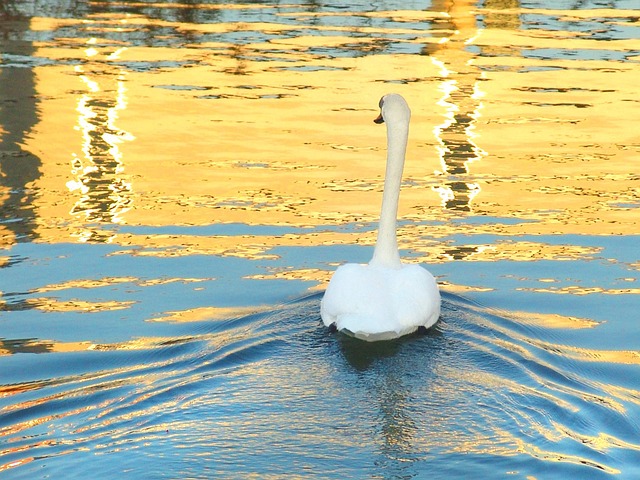 Free Swan Lake photo and picture