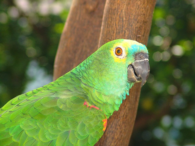 Free Parrot Tropical Bird photo and picture