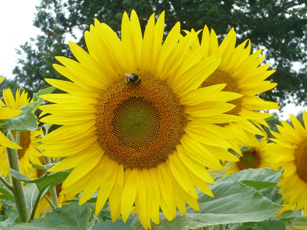 Sunflower Bee Summer - Free photo on Pixabay - Pixabay