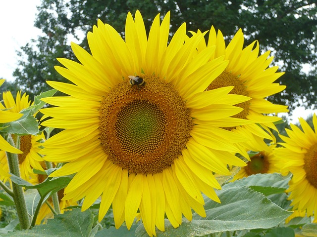 Free Sunflower Bee photo and picture