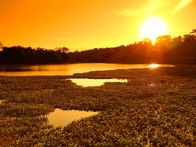 Free Lake Aquatic Plants photo and picture