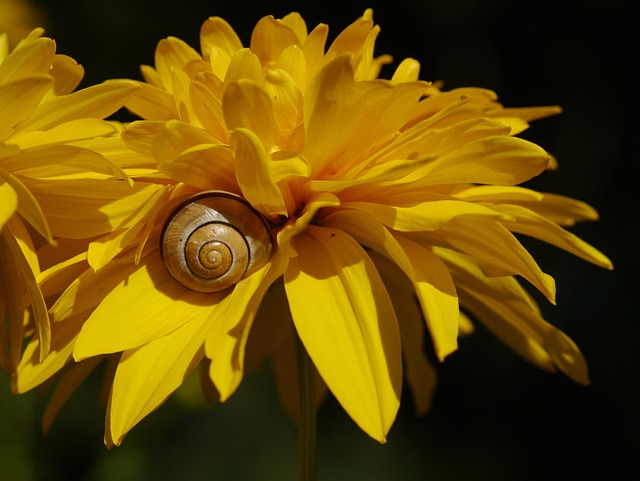 Free Flower Flower Wallpaper photo and picture
