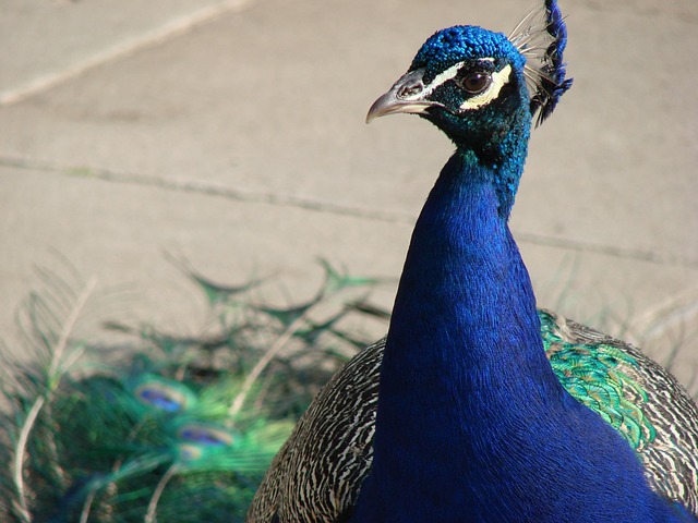 Free Peacock Blue photo and picture