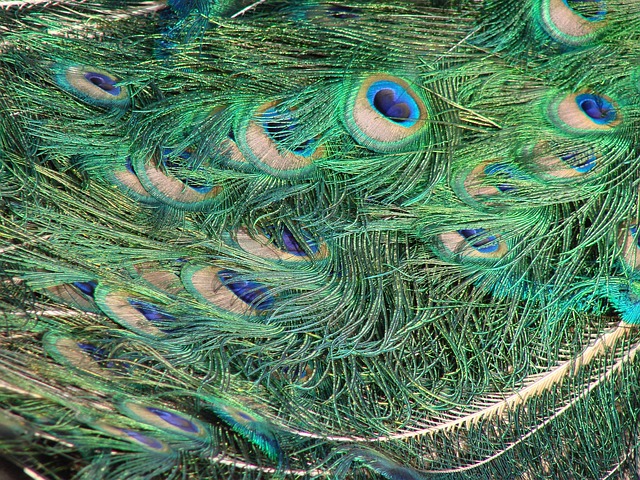 Free Peacock Eye Green photo and picture