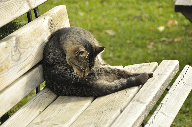 Katze, Holzbank, Tier, Natur, Gemütlich