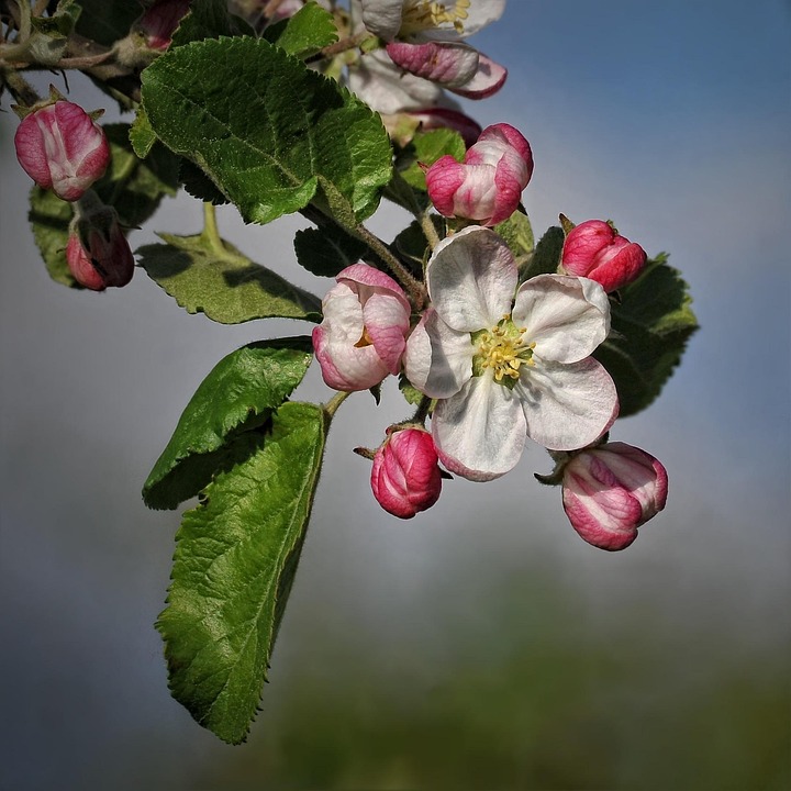 リンゴの花 リンゴの木 花 Pixabayの無料写真