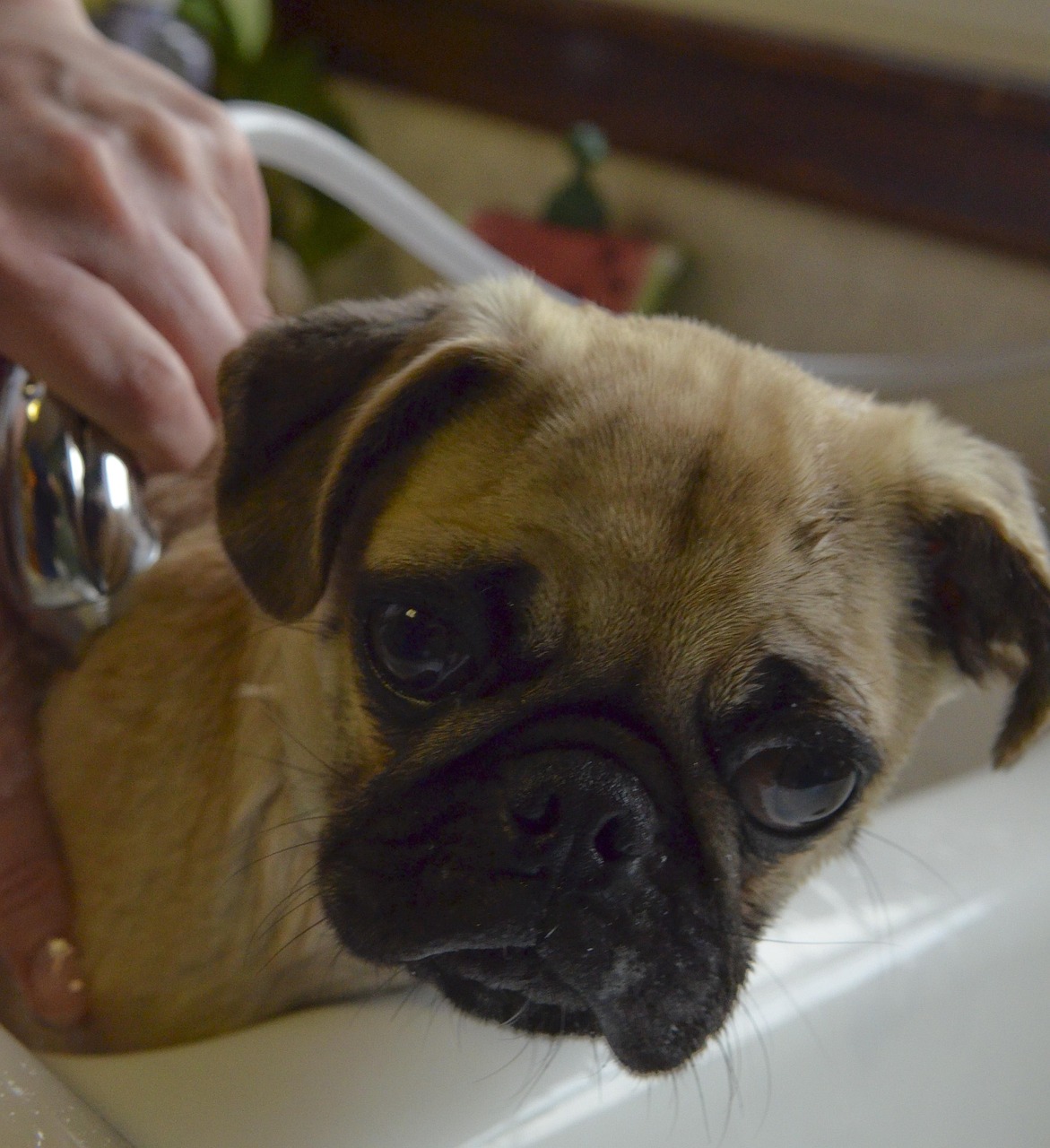 Pug Bath Puppy · Free photo on Pixabay