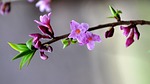 daphne mezereum, spring flowers, forest
