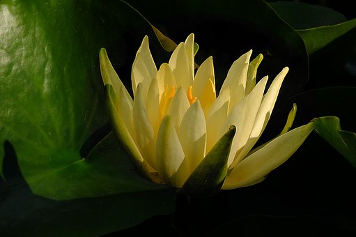 Åkande, Vand Blomst, Blomst, Gul, Dam
