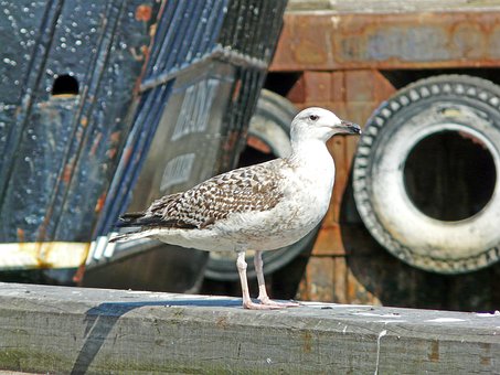 Free Gull Port photo and picture