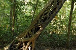 jungle, strangler, tree