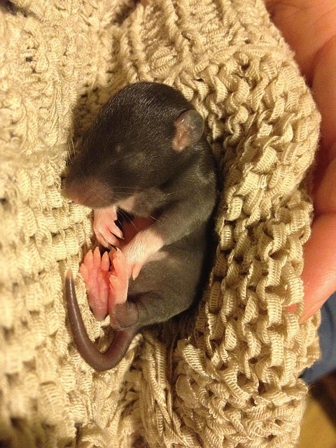 Free Rat Young photo and picture