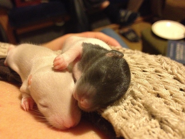 Free Rat Young photo and picture