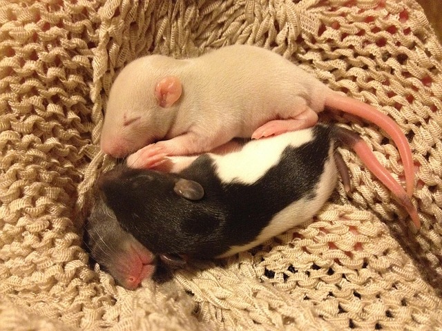 Free Rat Young photo and picture