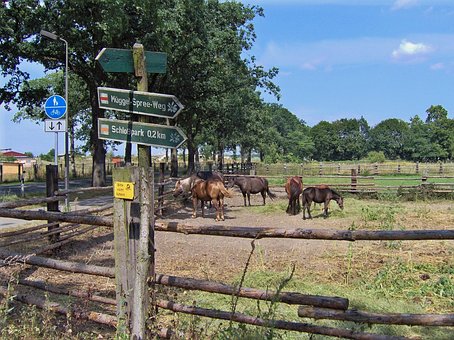Pferde, Pferdekoppel, Grasen, Natur