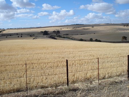 Free Paddock Crop photo and picture