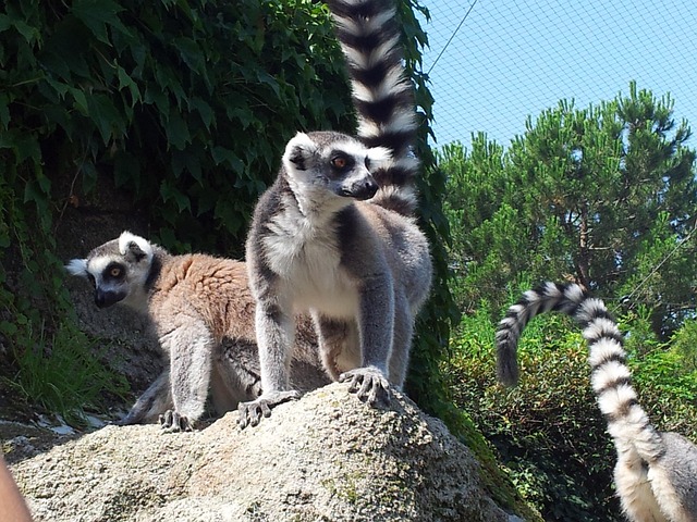 Free Raccoons Animals photo and picture