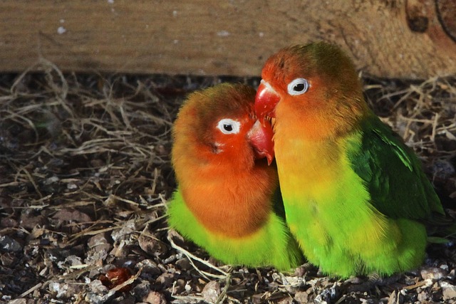 Free Birds Couple photo and picture