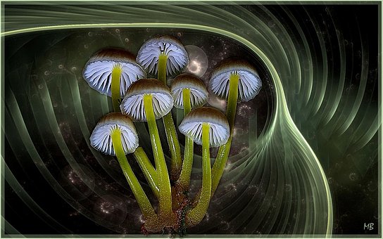 Champignons, Mycena'S, Paddestoelen