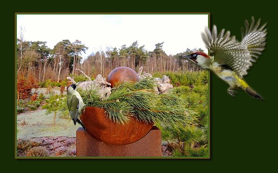 Woodpeckers, Garden, Spechten, Tuin