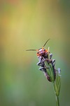 beetle, insect, animal