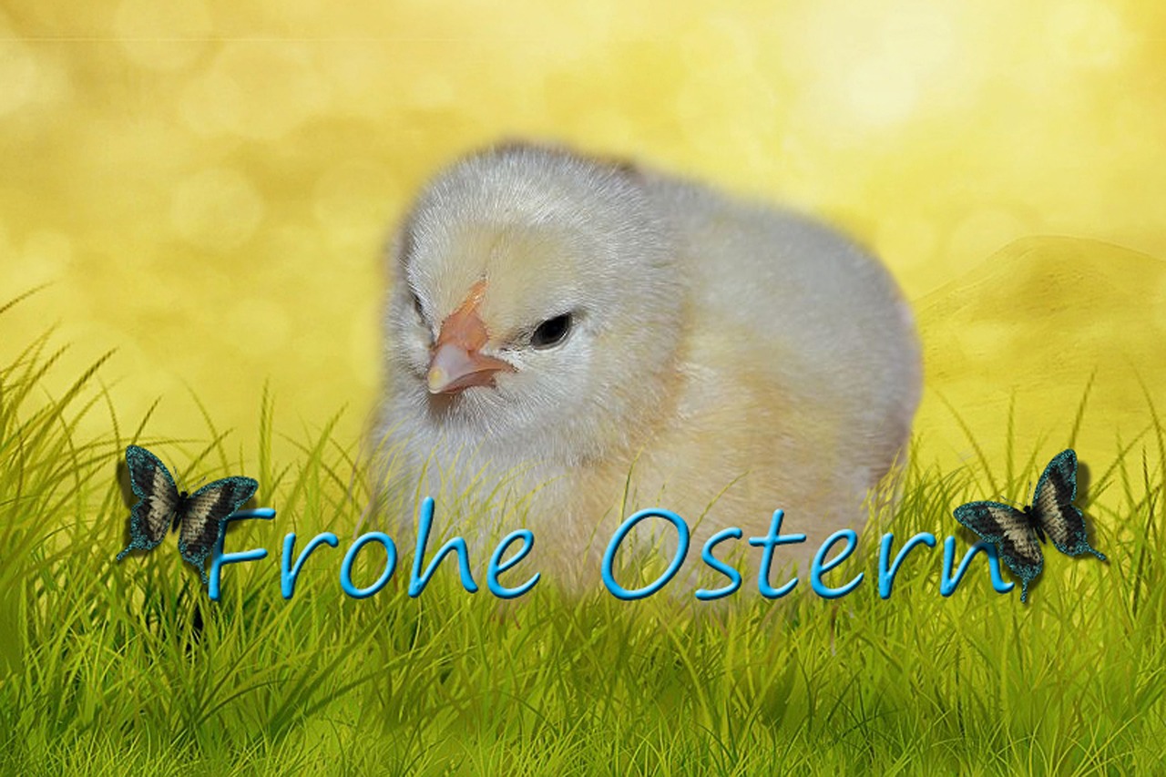 Download free HD stock image of Chick Easter Free Chick Easter photo and picture