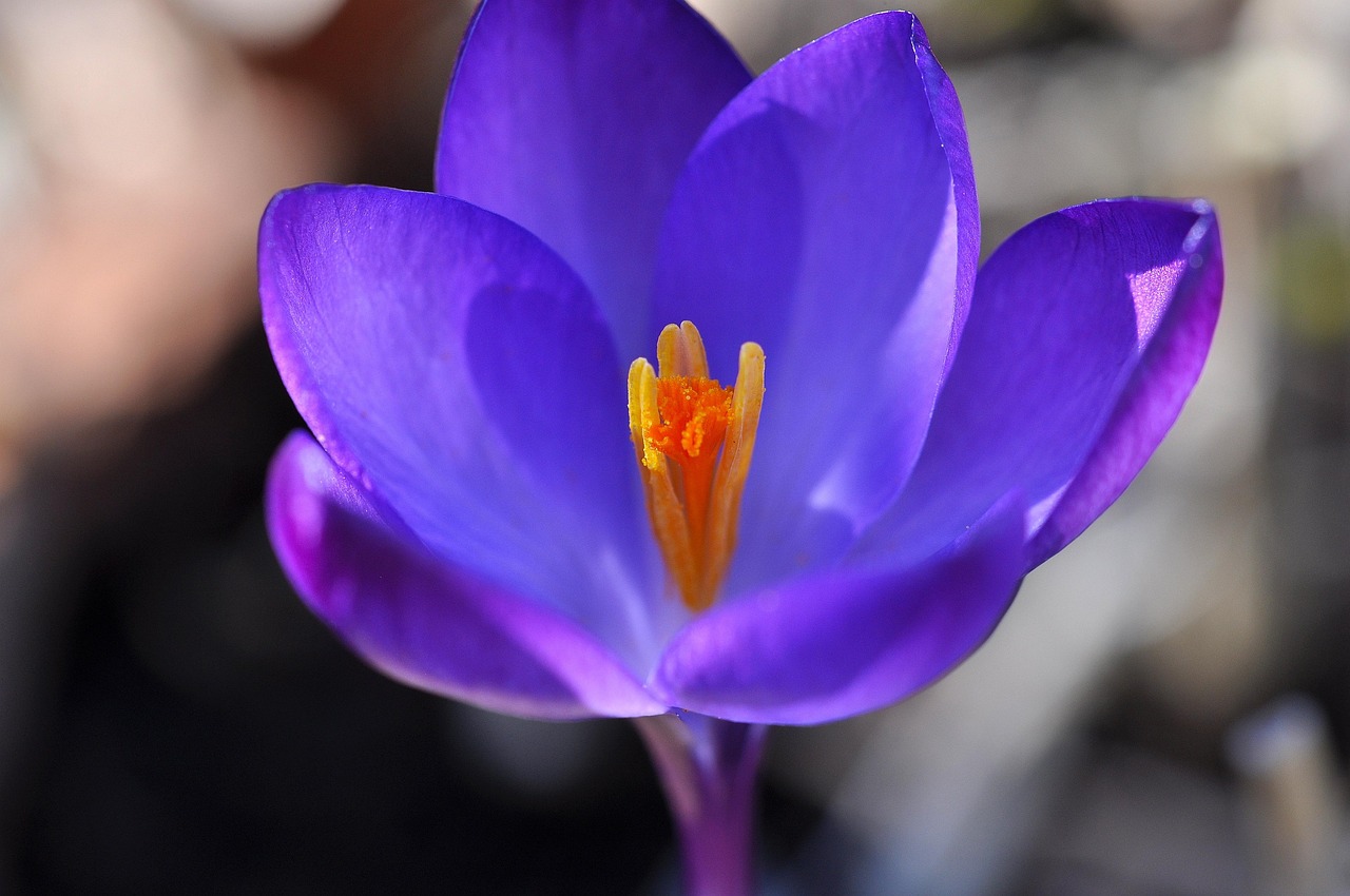 Crocus Flower Blossom Free photo on Pixabay Pixabay