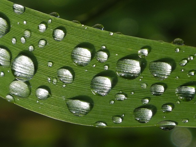 dew drops on leaf, close up, green, nature