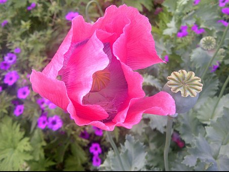 Free Poppy Flower photo and picture
