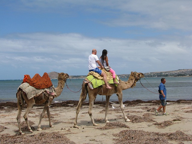 Free Camel Travel photo and picture