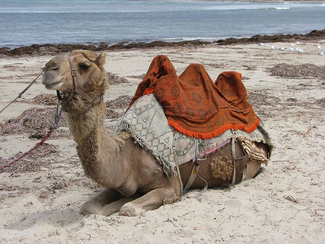 Free Camel Beach photo and picture