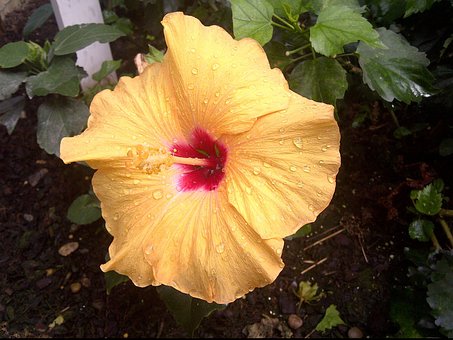 Free Hibiscus Flower photo and picture