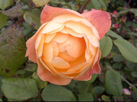 Free Rose Flower photo and picture