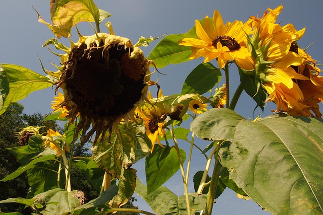 Sonnenblume, Dürre, Vertrocknet, Hitze