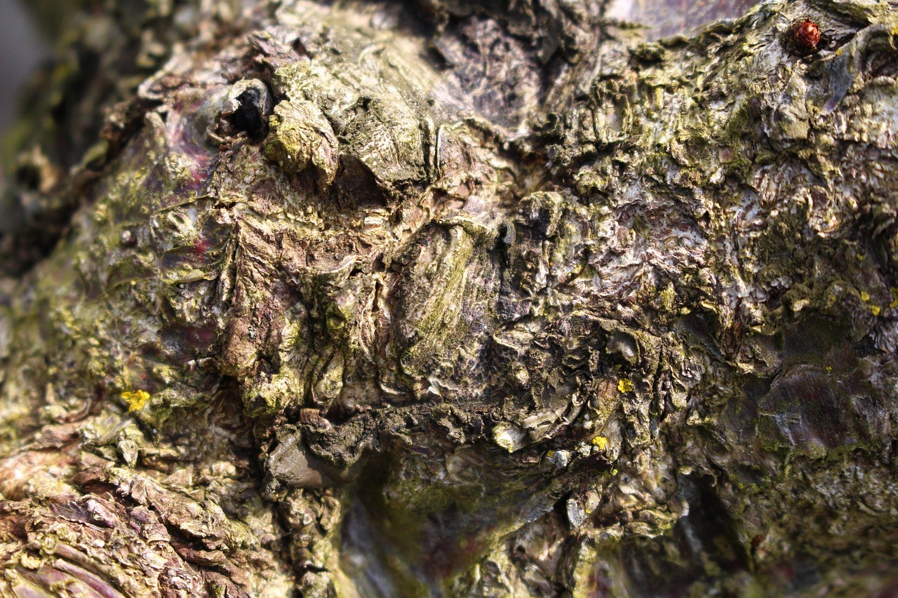 Bark Natur Struktur - Gratis foto på Pixabay - Pixabay