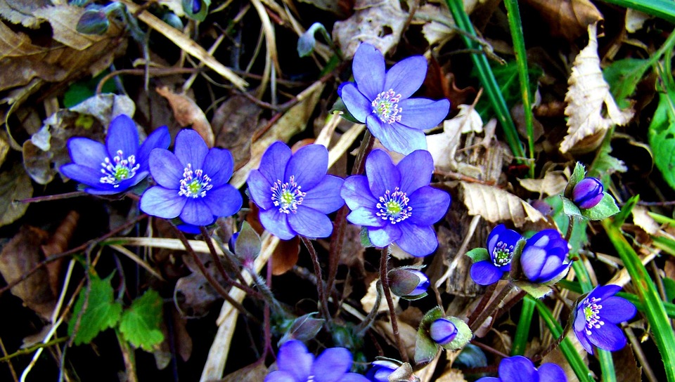 Majvirag Floare De Pădure Fotografie Gratuită Pe Pixabay