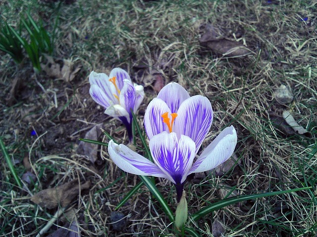Şofran, Floare, Alb, Violet, Primăvară