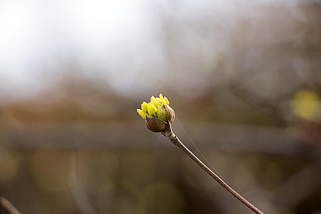 Free Flower Spring photo and picture