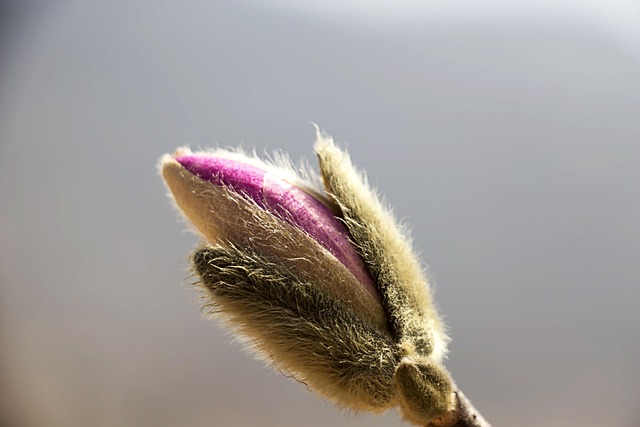 Free Spring Spring Flowers photo and picture