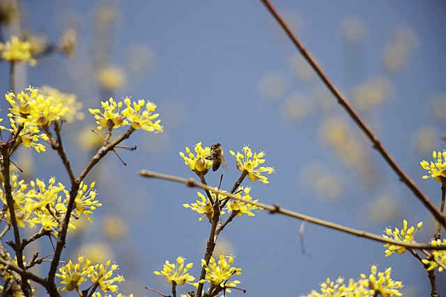 Free Corn Milk Spring Flowers photo and picture