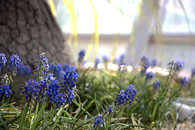 Free Spring Flower photo and picture