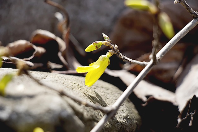 Free Forsythia Spring photo and picture