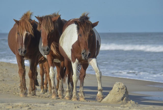 Free Horse Beach photo and picture