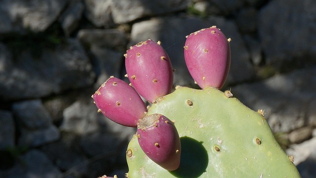 Free Prickly Bulb Plant photo and picture