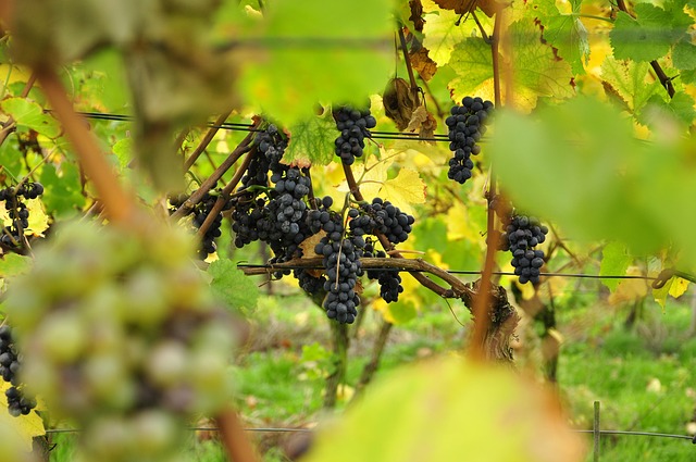 Free Grapes Vineyard photo and picture