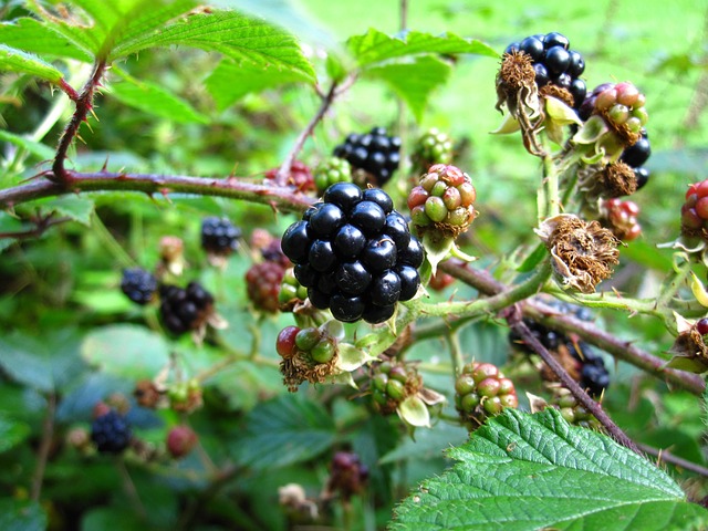 Free Blackberry Black photo and picture