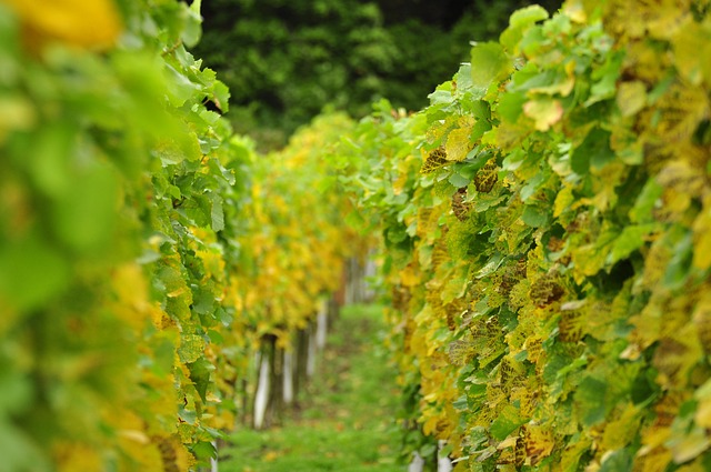Free Vineyards Wine Growing photo and picture